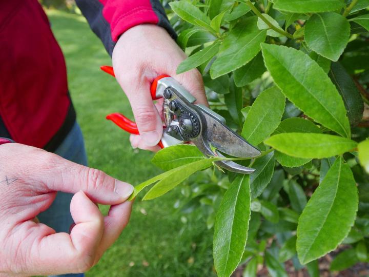 Taille de haies Pierrelaye